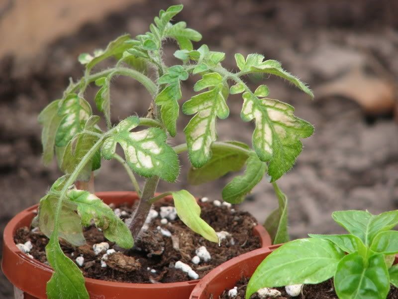 Ottawa Hortiphilia Frost burnt tomatoGreen thumb sunday II