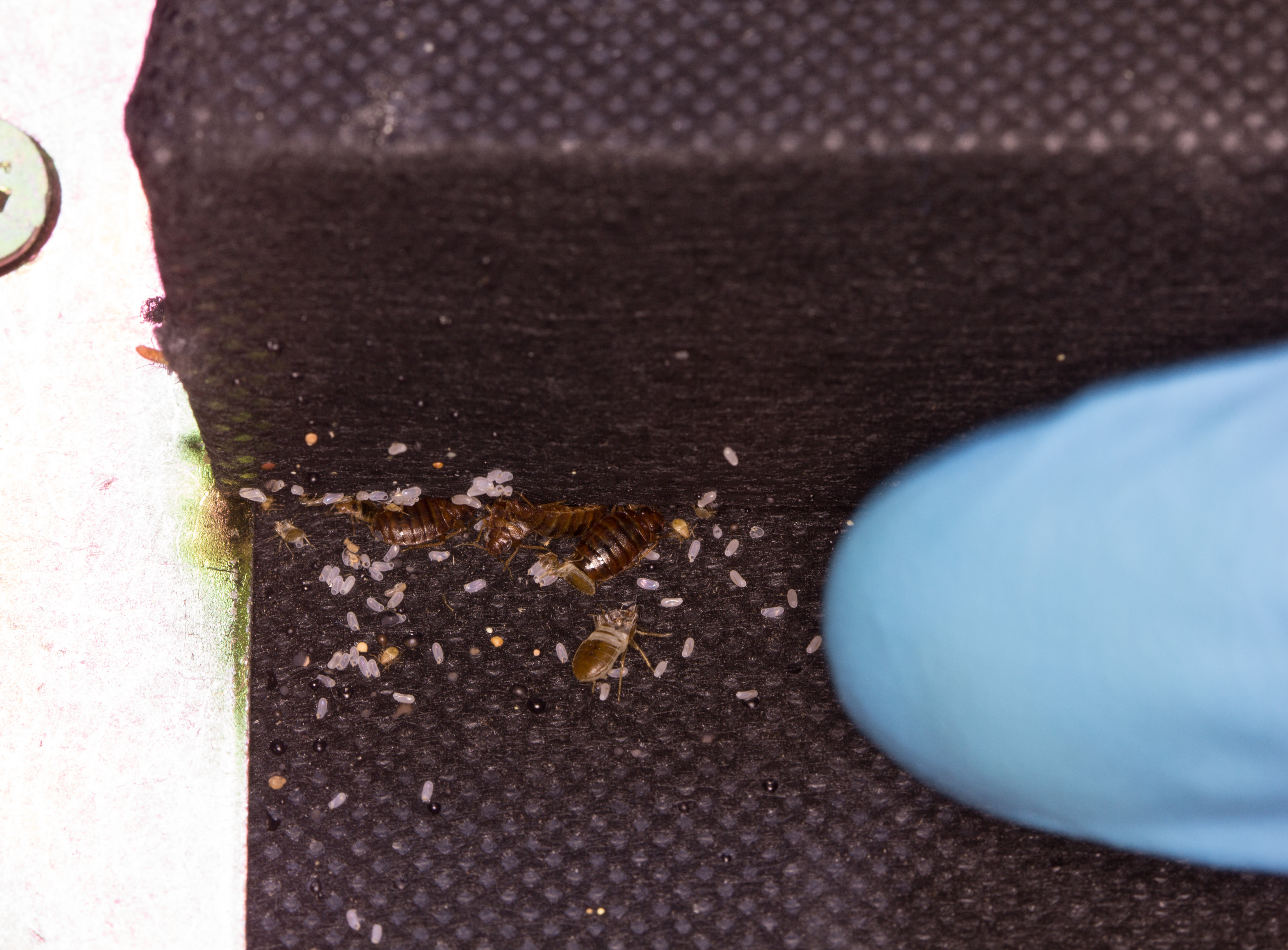 Bed Bug Eggs On Sheets BangDodo