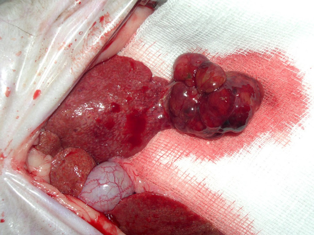 Gewichtsverlust Tumor