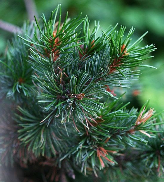 Cone Bearing Plants Plants BC