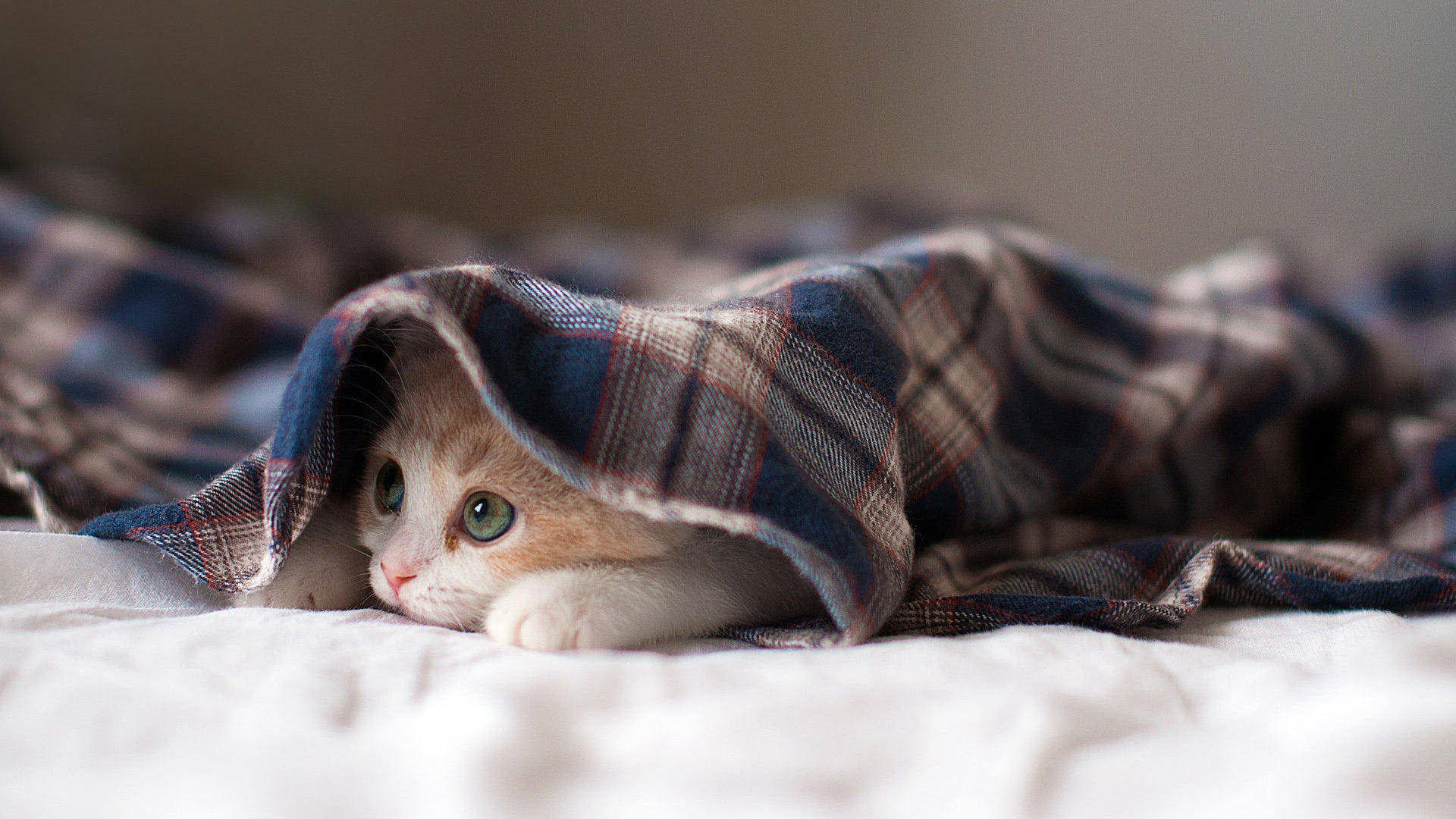 最高のpc 壁紙 19x1080 猫 すべての美しい花の画像
