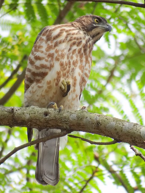 鳳頭蒼鷹/無限台南