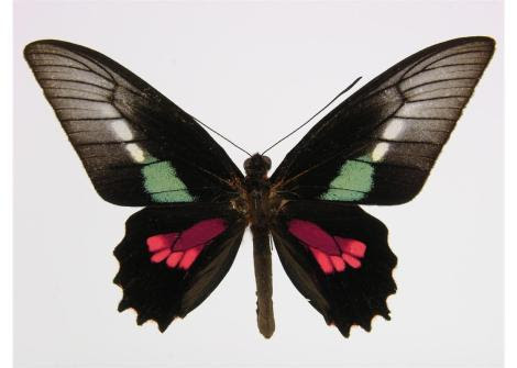 Por: Butterflies of America