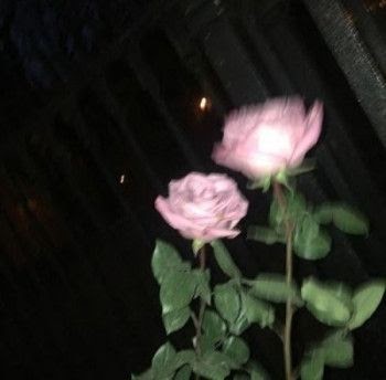 Flower Aesthetic Pfp