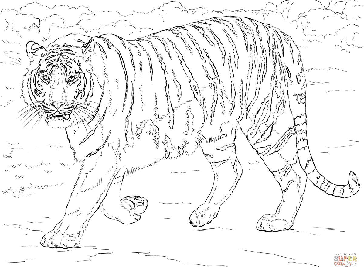 Belle Coloriage De Tigre Blanc A Imprimer  Des Milliers de Coloriage