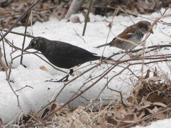 Ed Gaillard: recent &emdash; Rusty Blackbird and friend, Central Park