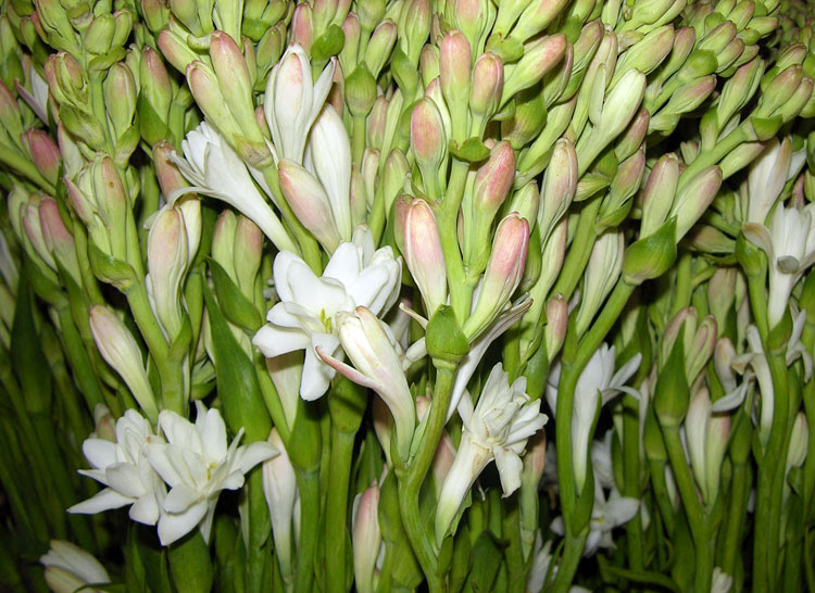 Mewarnai Bunga Sedap Malam Bebeja com Mewarnai Bunga Sedap Malam Bebeja com