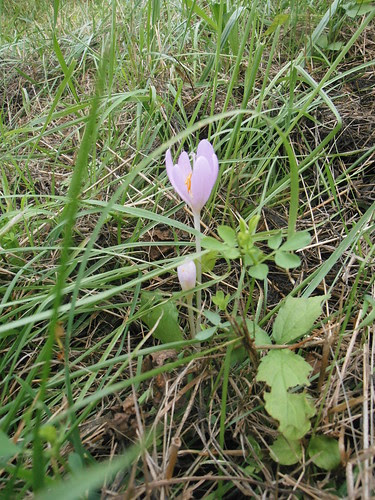P1010530