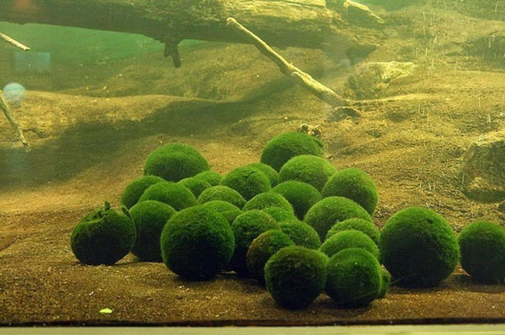 cây tảo quả cầu rêu