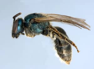 Jason Gibbs collected the first specimen of this new species of sweat bee from a front garden on Brunswick Avenue in downtown Toronto on his way to the Spadina subway station.