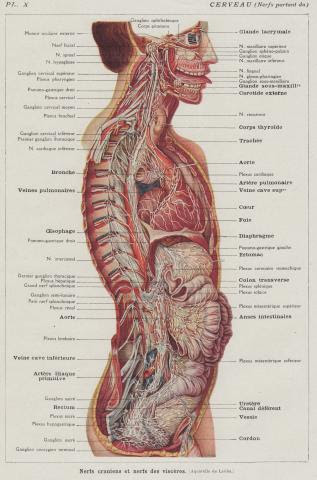 Human Organs In The Bpody From A Back View / Kidneys / Among these 78