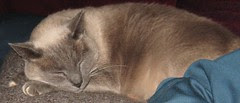mojo sleeps