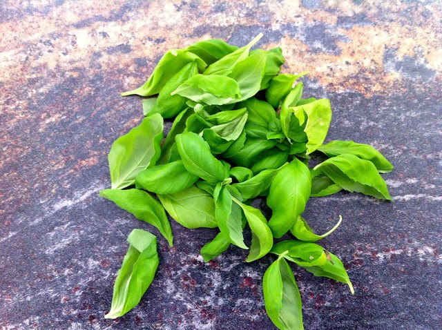 Fresh Basil leaves