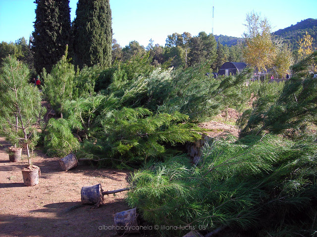 arboles
