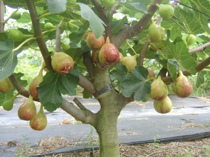 Manfaat Buah Tin Manfaat Buah Tin