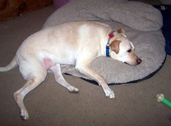 Zeus_bed51108