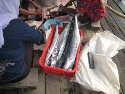 mackerels Fresh from the sea! These are mackerels caught by the villagers and now ready to be prepared for our lunch at the community kitchen