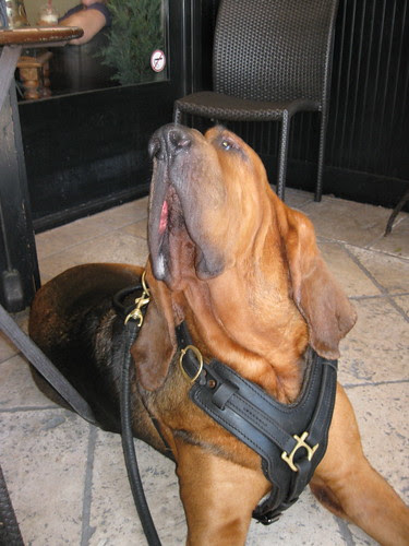 Bloodhound I met at a cafe