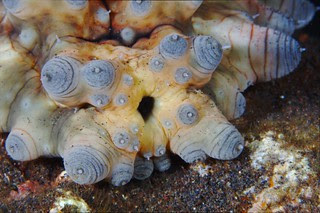 Another Sea Cucumber Anus