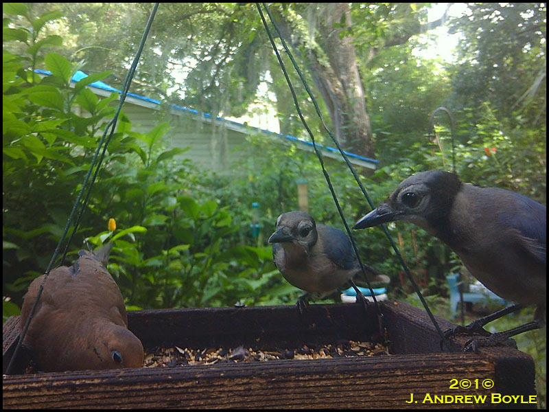 Blue Jay