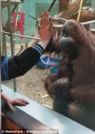 Friendly orangutan mimics Louisville Zoo visitor’s movement | News From World
