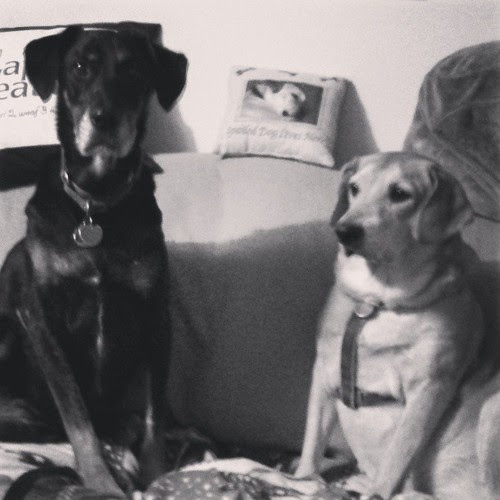 My girls with a little Zeus pillow photo bomb! #dogs #dogstagram #sisters #adoptdontshop #rescue #dobermanmix #houndmix