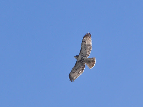 Juvenile Red-Tail over 116th St