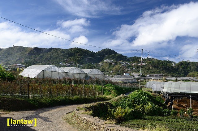 Bahong - Rose Capital of the Philippines