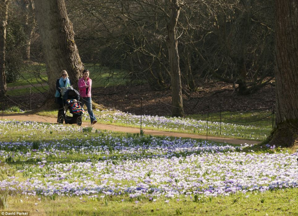 People were out enjoying the crocus fields and the hot weather at Savill Gardens in Ascot today