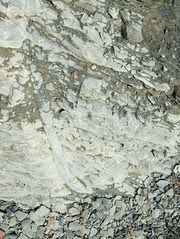 Joggins fossil