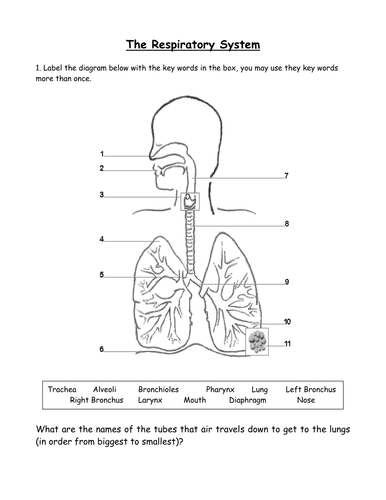 respiratory-system-interactive-and-downloadable-worksheet-you-can-do