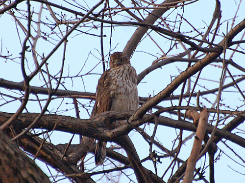 Cathedral's Cooper Hawk
