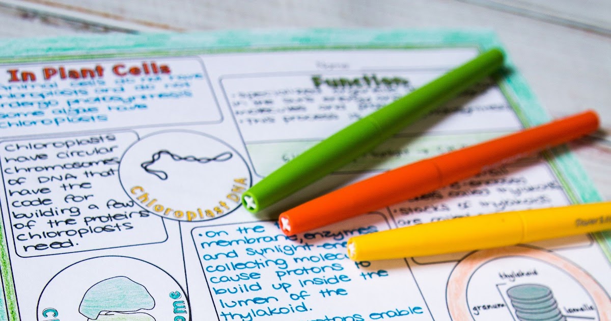 Chloroplasts And Mitochondria Worksheet Answers - Blog Scope