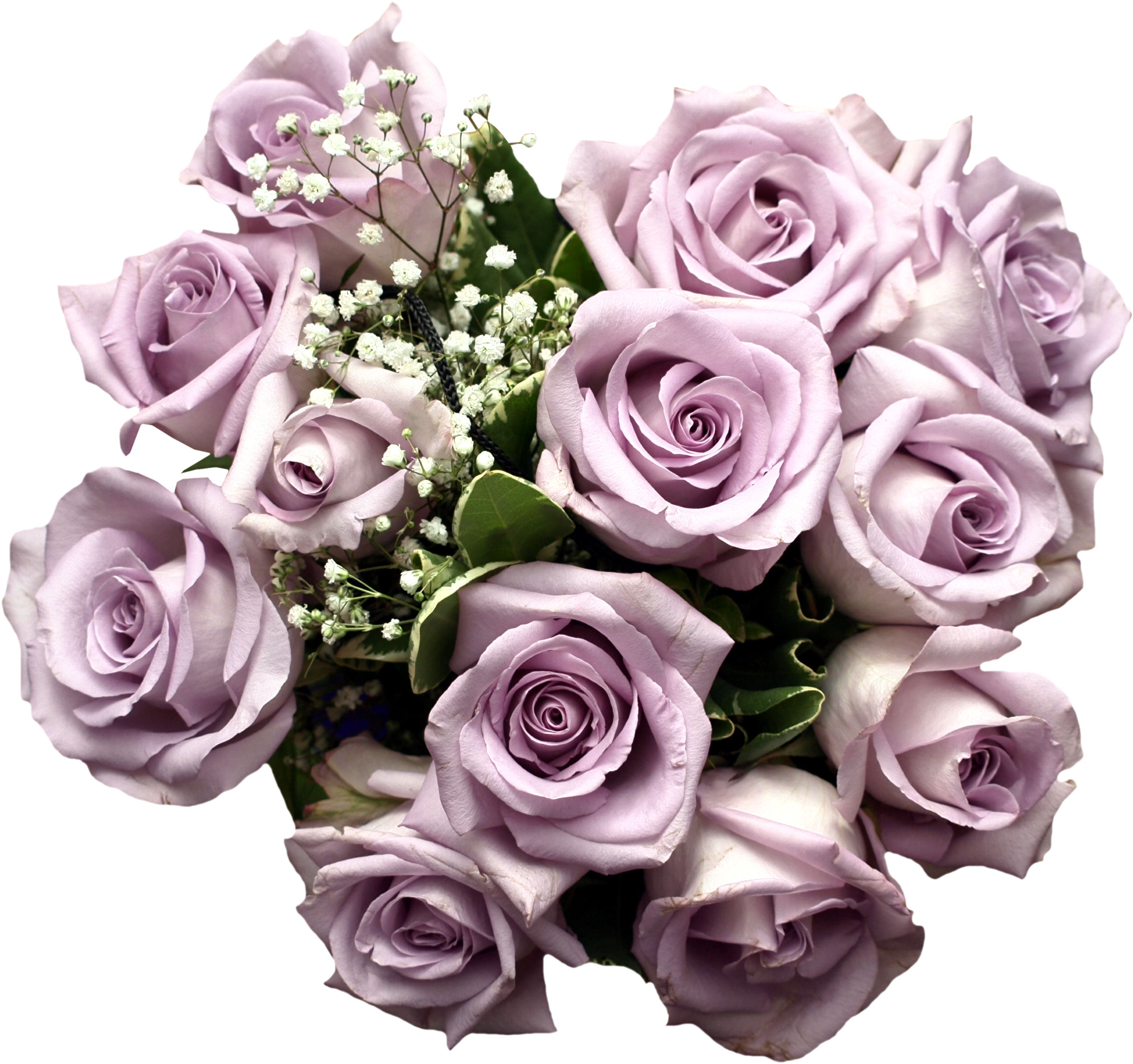 Best of purple rose pictures free download on wallpaper quotes