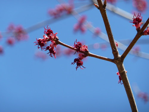 Buds