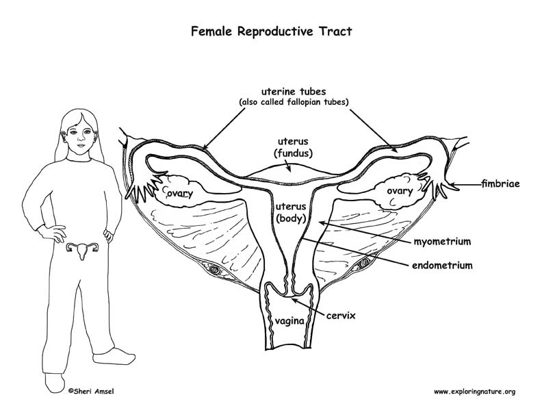 Female Body Diagram / Human Female Internal Organs Anatomy 3D