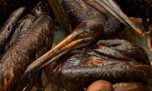 Oil Coated Pelicans - Photograph: Lee Celano/Reuters