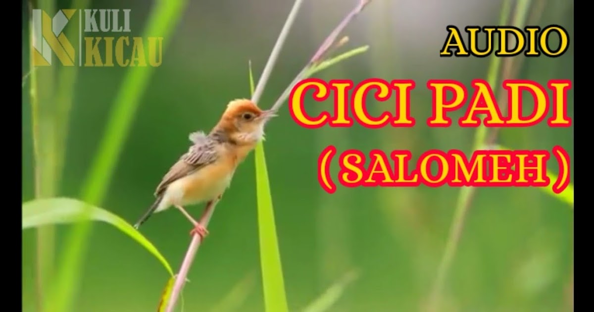 Vidio Suara Cici Padi Betina : Download Suara Burung Ciblek Gacor