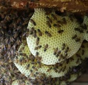  Bahan  Yang Digunakan Lebah Untuk  Membuat  Madu 