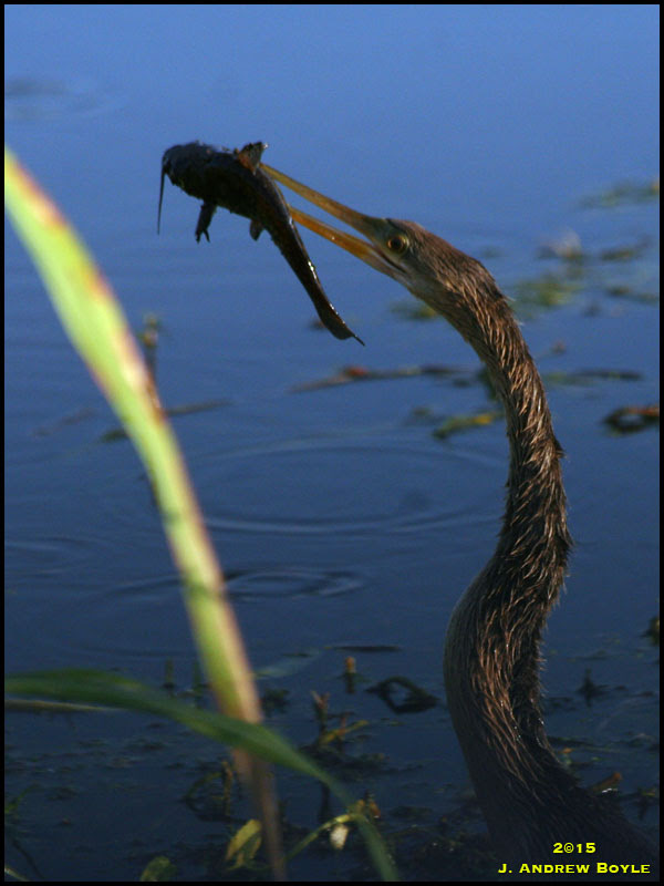 Anhinga Anhinga