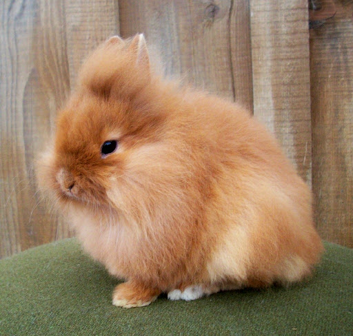 Thỏ Lionhead Nhập Từ Thái