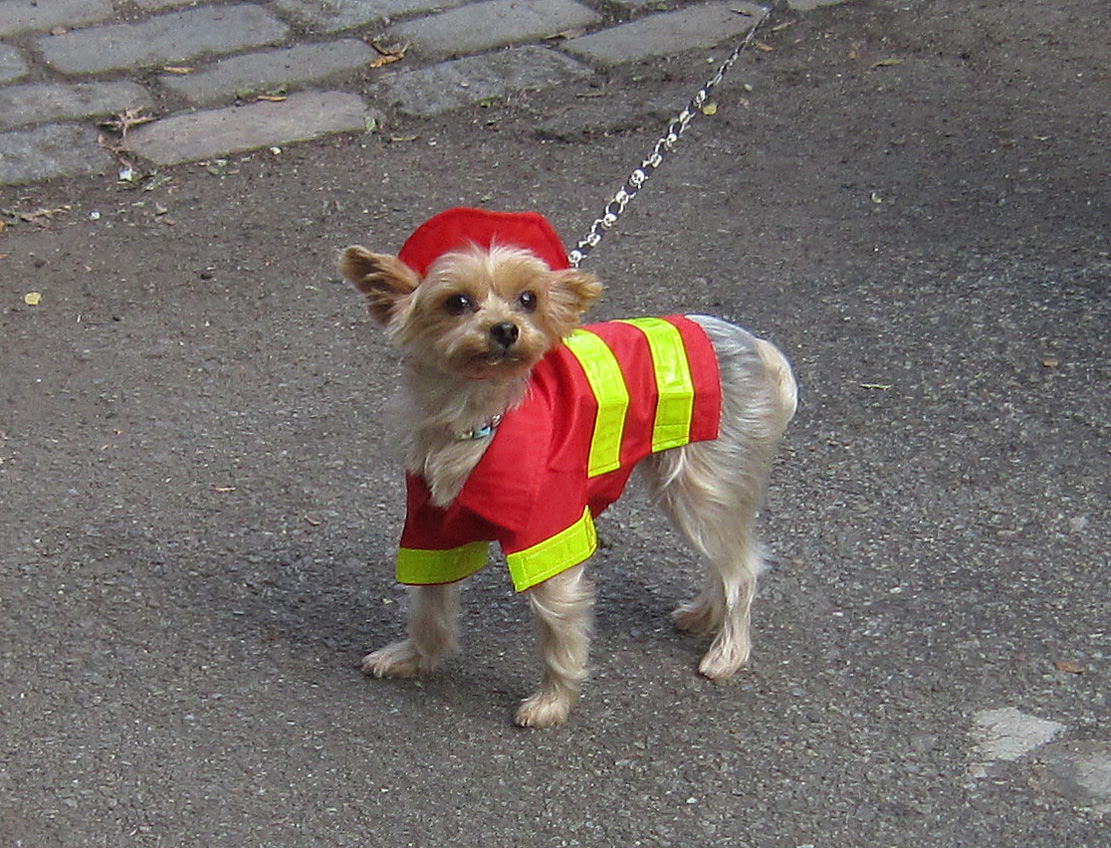 Halloween Dog Parade