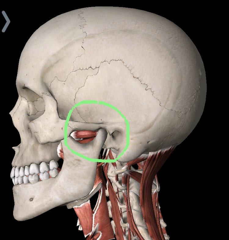 Anatomy Of The Jaw And Neck