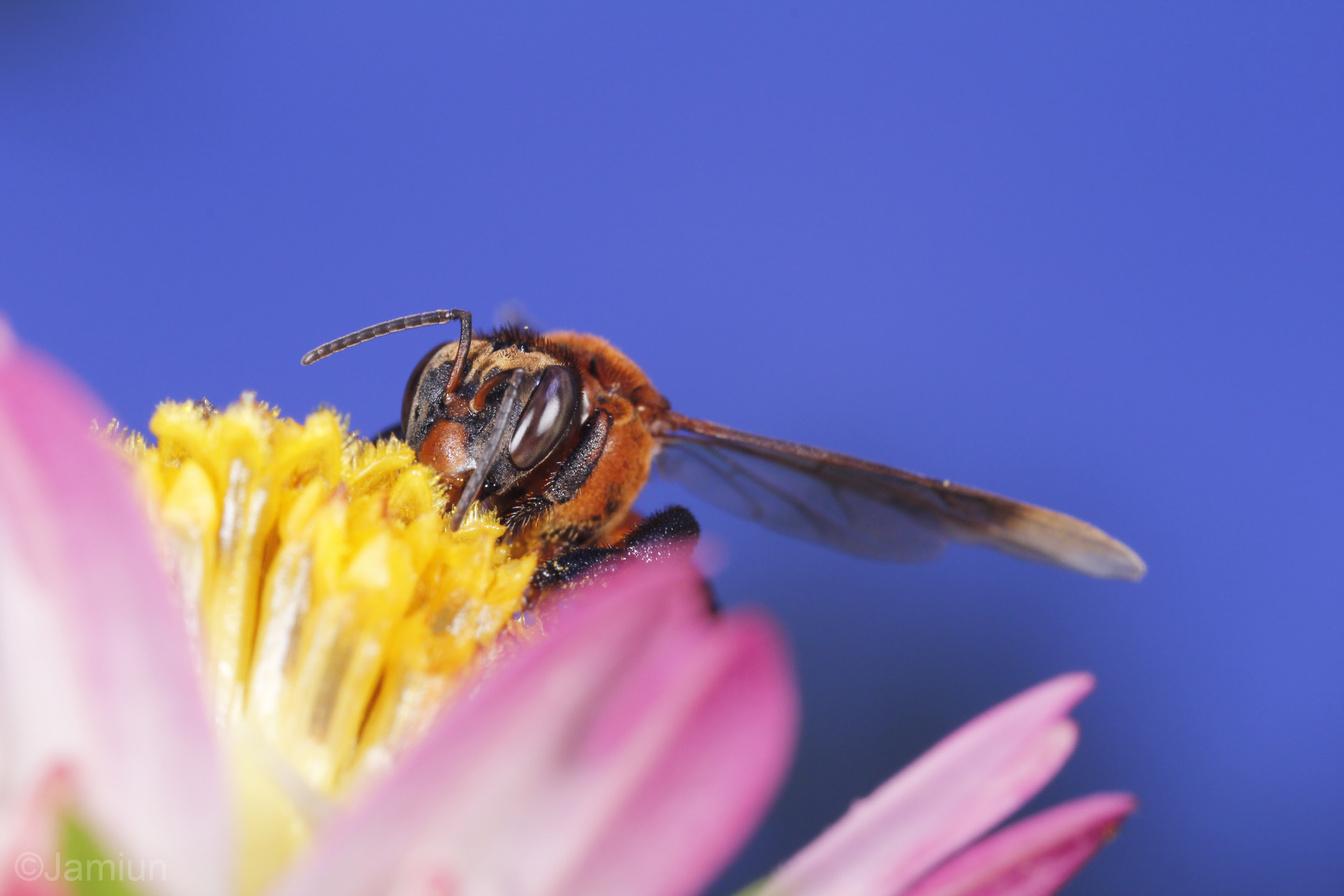 Perubatan Sengat Lebah - Women's Day