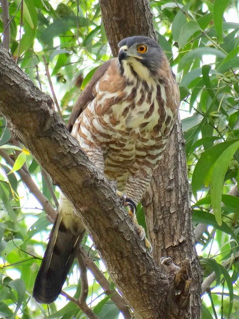 鳳頭蒼鷹/無限台南