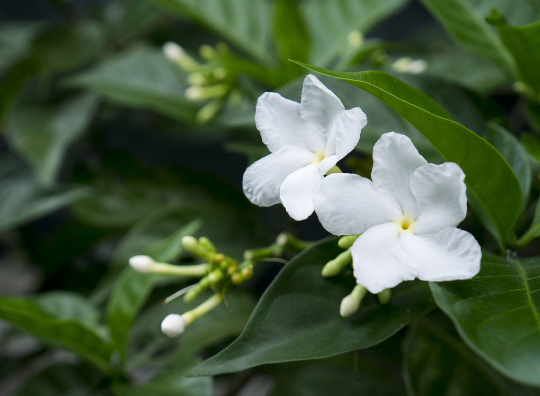 Paling Populer 14+ Bunga Melati Putih Disebut Dengan Puspa - Gambar