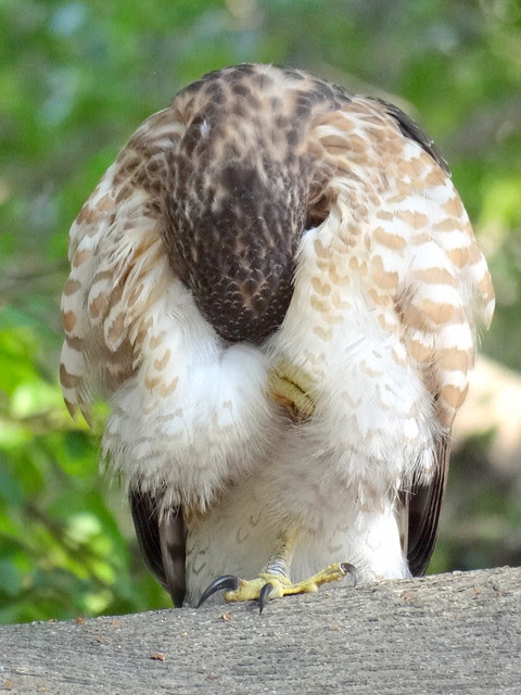 鳳頭蒼鷹/無限台南