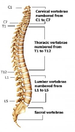 Human Back Bones Names / City Distributers: Human Bones / It keeps your