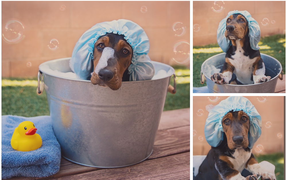 Lovable Dogs Around The World: Bubble Bath