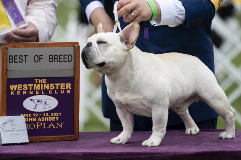 Westminster Dog Show 2021 : 7chjsk6vvztejm